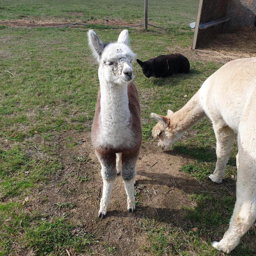 The Alpaca B&B Chalais  Esterno foto