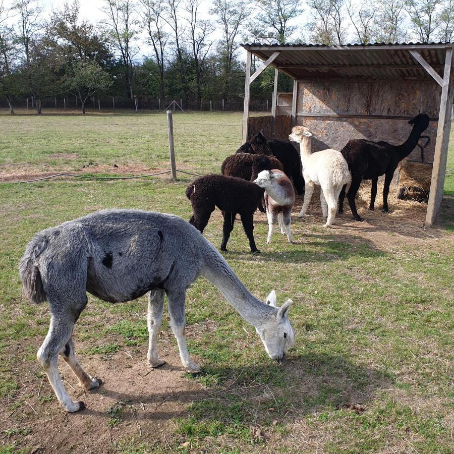 The Alpaca B&B Chalais  Esterno foto