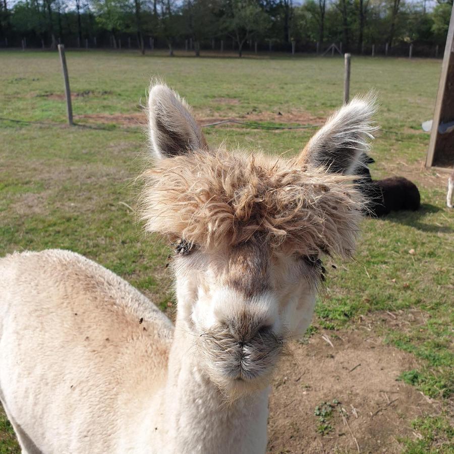 The Alpaca B&B Chalais  Esterno foto