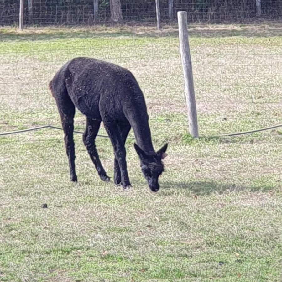 The Alpaca B&B Chalais  Esterno foto
