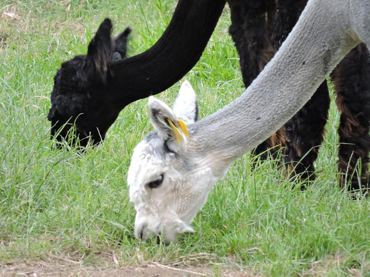 The Alpaca B&B Chalais  Esterno foto