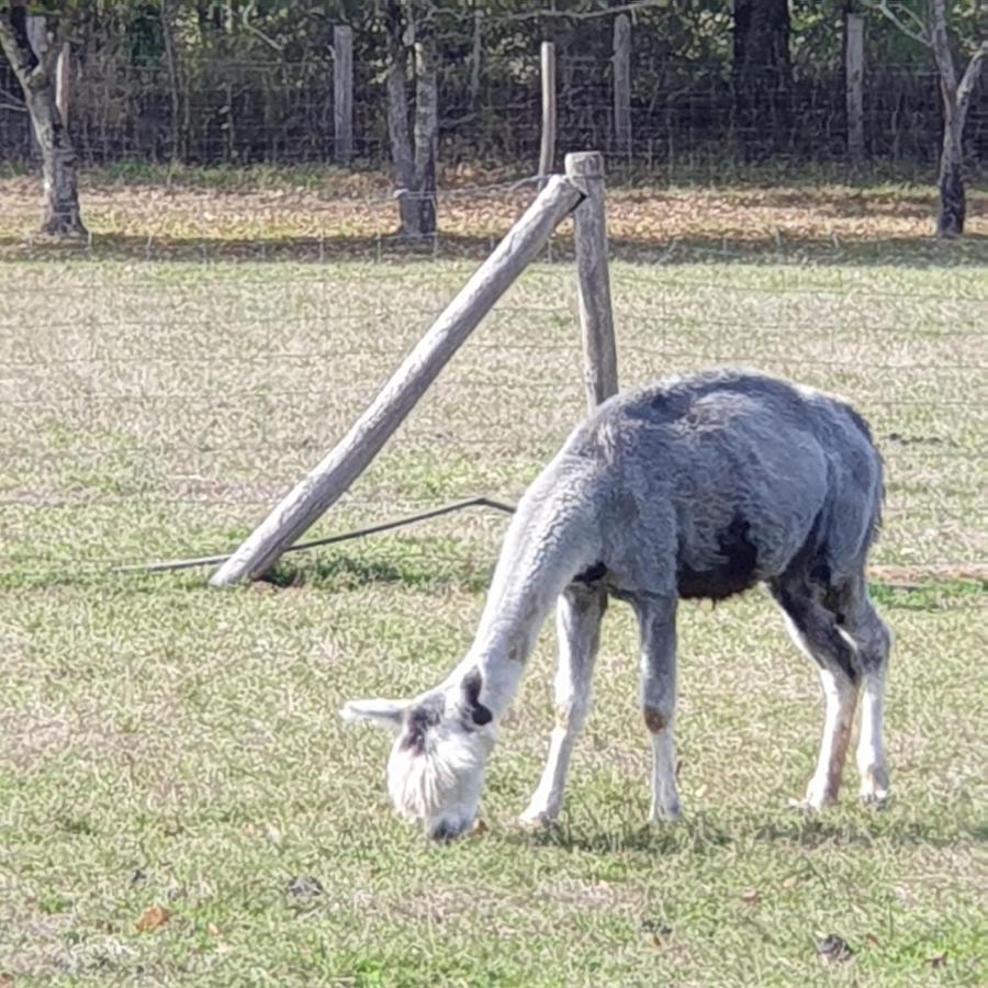 The Alpaca B&B Chalais  Esterno foto