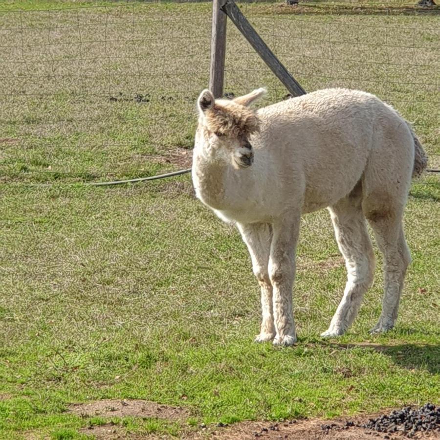 The Alpaca B&B Chalais  Esterno foto